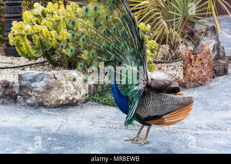 Peacock avec couleur de son plumage. Monde animal sauvage. Banque D'Images