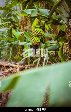 Plantation de bananes sur la route trakking dans une vallée de Paul sur Santo Antao, Cap Vert Banque D'Images