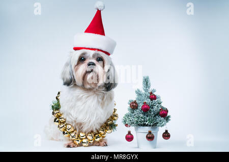 Shih Tzu dog in santa hat avec petit Nouvel An des arbres sur fond bleu et blanc Banque D'Images