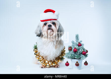 Shih Tzu dog in santa hat avec petit Nouvel An des arbres sur fond bleu et blanc Banque D'Images