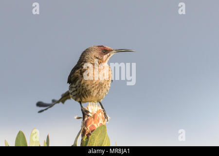 Cape sugarbird adultes assis sur un protea. Banque D'Images