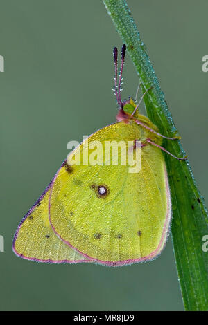 De rosée brouillé (Colias philodice papillon), joint à brin d'herbe, USA, par aller Moody/Dembinsky Assoc Photo Banque D'Images