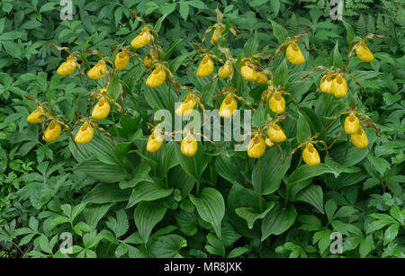 Yellow Lady's Slipper Orchids(Cypripedium parviflorum var pubescens), E USA, par aller Moody/Dembinsky Assoc Photo Banque D'Images