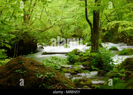 Oirase Stream in Keiryu Towada Parc National, le Japon. Le flux est à pied 14 km de long et dispose d'une série de courants et de cascades. Banque D'Images