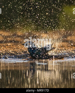 Cape Glossy Starling dans un point d'eau en Afrique du Sud Banque D'Images