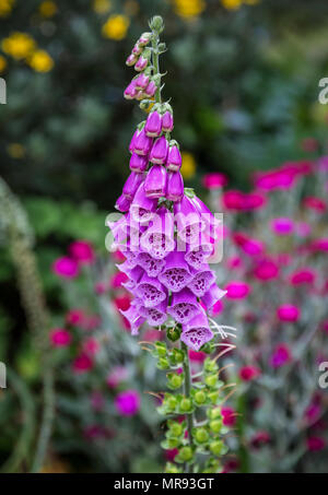 Vue rapprochée d'une usine Foxglove à la colonie pénitentiaire de Port Arthur, en Tasmanie, en Australie Banque D'Images