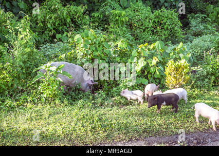 Cochon truie avec porcelets mère sur le côté de la route sur l'île d'Upolu, dans l'ouest de Samoa, du Pacifique Sud Banque D'Images