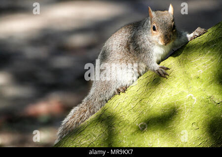 L'écureuil gris dans le parc Stanley à Blackpool Banque D'Images