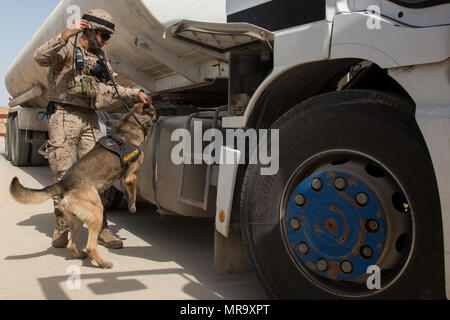 1er de l'armée espagnole. Le Cpl. Gabor, un chien de travail militaires déployés à l'appui de la Force opérationnelle interarmées - Fonctionnement résoudre inhérent, recherche un véhicule à fond avec son maître de détecter jusqu'à sept substances différentes à la gamme Besmaya complexe, l'Iraq, le 26 mai 2017. L'ampleur et la diversité de partenaires qui appuient la Coalition mondiale unifiée et démontrer la nature de l'effort pour vaincre ISIS en Iraq et en Syrie. (U.S. Photo de l'armée par le Cpl. Tracy McKithern) Banque D'Images