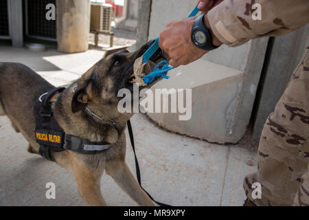 1er de l'armée espagnole. Le Cpl. Gabor, un chien de travail militaires déployés à l'appui de la Force opérationnelle interarmées - Fonctionnement résoudre inhérent, joue avec son maître au cours d'une pause à la plage de Besmaya complexe, l'Iraq, le 26 mai 2017. Bien que Gabor est toujours en alerte et prêt à détecter jusqu'à sept substances différentes, son travail est limitée à quatre heures par jour. L'ampleur et la diversité de partenaires qui appuient la Coalition mondiale unifiée et démontrer la nature de l'effort pour vaincre ISIS en Iraq et en Syrie. (U.S. Photo de l'armée par le Cpl. Tracy McKithern) Banque D'Images