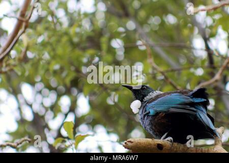 Close up image of a New Zealand Tui (Prosthemadera novaeseelandiae) with copy space Banque D'Images