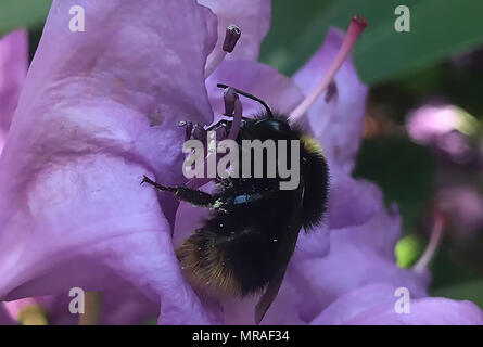 26 mai 2018, l'Allemagne, Berlin : un Hornet se trouve au sommet d'une fleur de rhododendron. Photo : Paul Zinken/dpa Banque D'Images