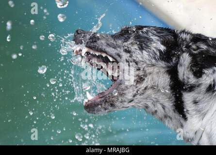 Palma, Îles Baléares, Espagne. 19 mai, 2018. Un chien de berger de Majorque joue avec un jet d'eau d'un tuyau flexible au cours d'une haute température de la saison du printemps, dans la Méditerranée espagnole de Majorque : Clara Margais Crédit/ZUMA/Alamy Fil Live News Banque D'Images