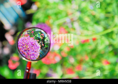 Portland. 26 mai 2018. Un chef d'allium dans un beau jardin de Portland est mis en relief lorsque vu à travers une loupe Crédit : Stuart fretwell/Alamy Live News Banque D'Images