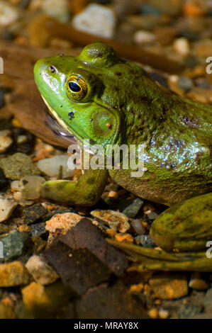 Grenouille sur l'étang de la Jordanie, l'Acadia National Park, Maine Banque D'Images