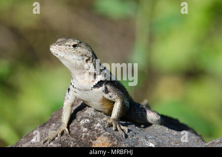 Lava lizard on rock avec green - fond naturel de l'île Seymour Nord, îles Galapagos, en Équateur. Lézard mignon sur rock. Banque D'Images