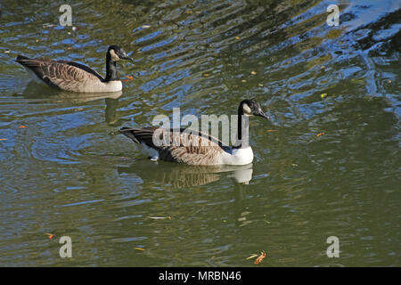 Ou d'oies bernaches du Canada Amérique brenta canadensis famille des anatidés nageant dans la Tamise dans les parcs universitaires à Oxford Royaume-uni en Octobre Banque D'Images