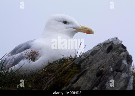 Close-up d'un goéland argenté (Larus argentatus) sur le dessus de Snowdon Mountain, parc national de Snowdonia, Pays de Galles. Banque D'Images