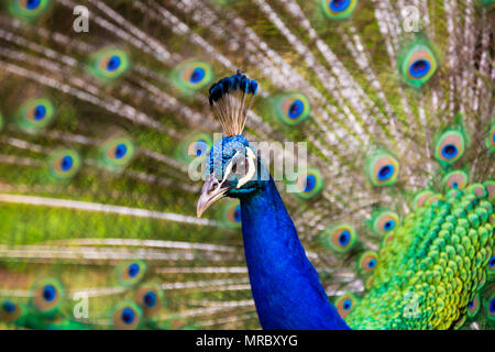Un paon affiche ses belles plumes à Kauai, Hawaï. Banque D'Images