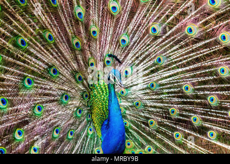 Un paon affiche ses belles plumes à Kauai, Hawaï. Banque D'Images