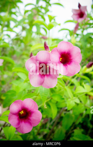 Fleurs violet Bignonia , fleurs plantes et fleurs sur fond blanc jour heureux avec copie espace , fleur style vintage Banque D'Images