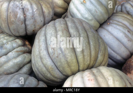 La citrouille (Cucurbita, Cucurbitaceae) Banque D'Images