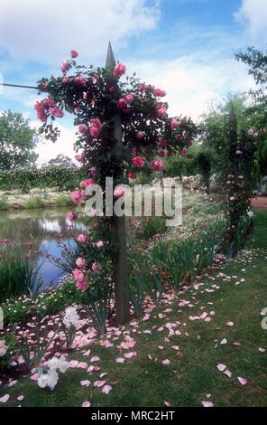 Scène de jardin doté d''un grand étang de jardin et de l'escalade, ROSES, NEW SOUTH WALES, AUSTRALIE Banque D'Images