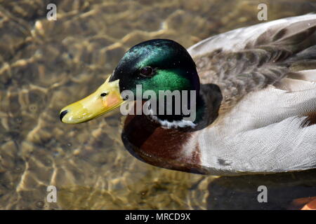 Duck dans la lumière du soleil. Banque D'Images