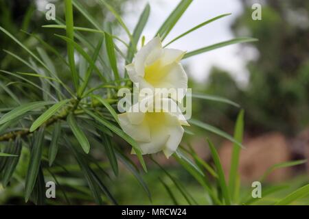 Gros plan blanc Cascabela thevetia fleur Banque D'Images