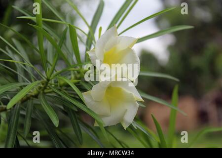 Gros plan blanc Cascabela thevetia fleur Banque D'Images