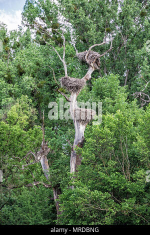 Plus grande colonie de cigognes en Europe, Waidhofen/Ybbs, Autriche. Scène naturelles. La nidification des oiseaux. Banque D'Images