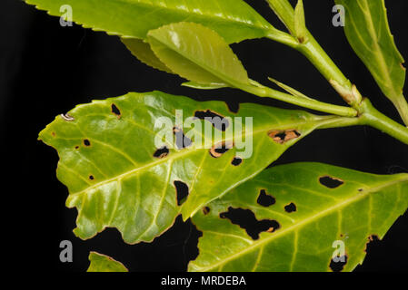 Criblure bactérienne, Pseudomonas syringae, les feuilles de laurier, Prunus laurocerasus, dans un jardin d'une haie, peut Banque D'Images