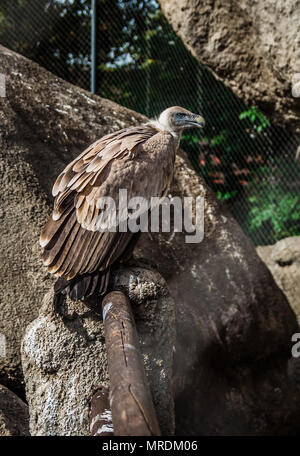 Vulture dans la cage au zoo. Banque D'Images