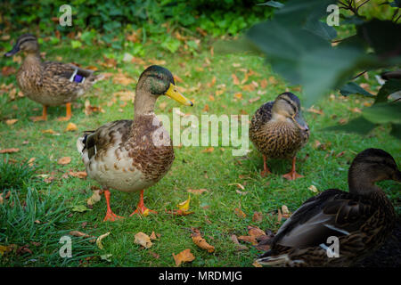 Les canards colverts marcher dans un jardin verdoyant. Banque D'Images