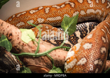 Morelia Bredli / serpent Tapis Banque D'Images