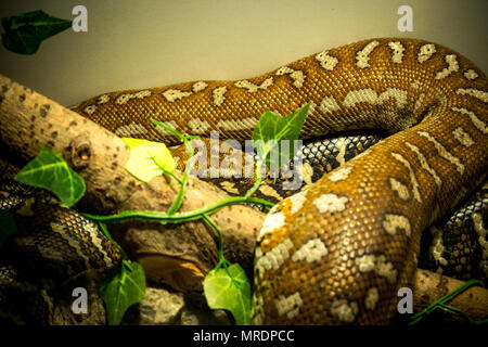 Morelia Bredli / serpent Tapis Banque D'Images