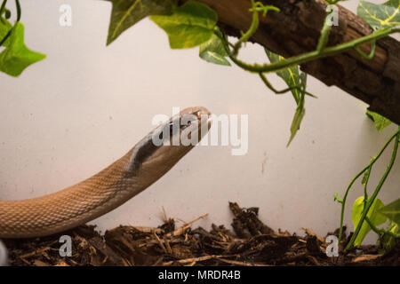 Couleuvre obscure beauté / orthriophis taeniura ridley Banque D'Images