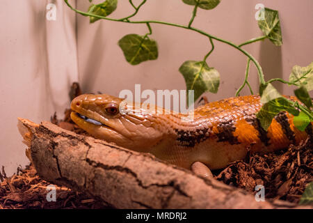 Tiliqua scincoides intermedia / Blue tongue Banque D'Images