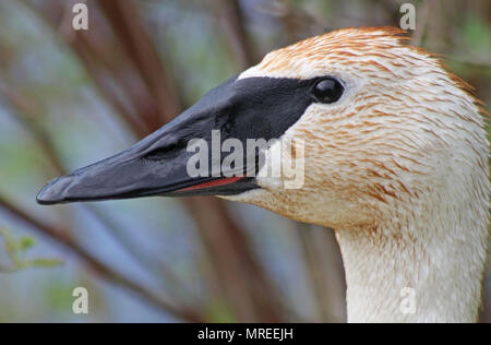 Profil d'un le cygne sauvage avec son bec noir Banque D'Images