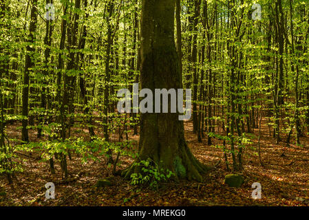 Un vieux hêtre recouvert de mousse entre plusieurs jeunes dans une forêt de hêtres. Soderasen parc national en Suède. Banque D'Images