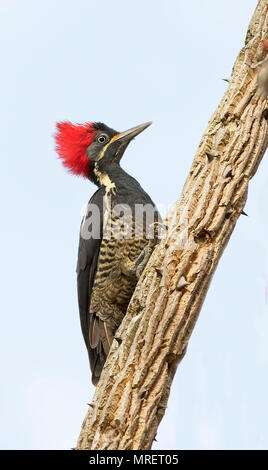 Lineated Woodpecker Dryocopus lineatus (femelle) Costa Rica Banque D'Images