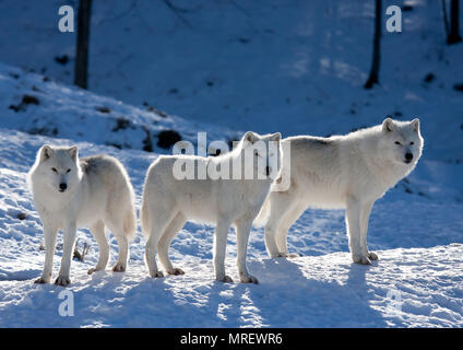 Le loup arctique (Canis lupus arctos) debout dans la neige de l'hiver Canada Banque D'Images