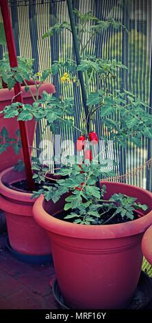 Petit Plant de tomates datterino gai ou cultivés dans un vase avec un effet antique Banque D'Images