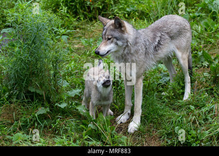 Le loup et le PUP, ou loup gris (Canis lupus) debout sur un rocher en été au Canada Banque D'Images