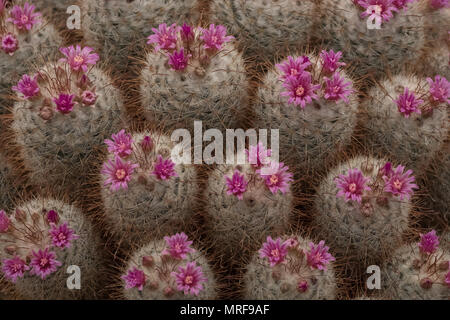 London UK. La floraison des cactus, vu à la Royal Horticultural Society Chelsea Flower Show 2018. Cactus épineux ont peu de fleurs roses. Banque D'Images