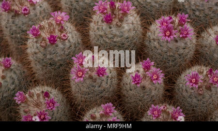 London UK. La floraison des cactus, vu à la Royal Horticultural Society Chelsea Flower Show 2018. Cactus épineux ont peu de fleurs roses. Banque D'Images