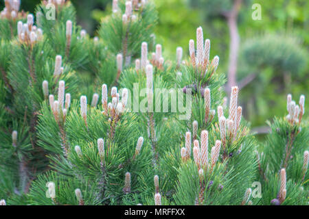 Montant sur les branches de l'arbre de Noël Banque D'Images