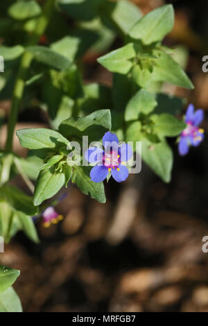 Fleur bleu mouron rouge Anagallis arvensis azurea latine également appelé baromètre du pauvre, le mouron rouge ou le verre météo en Italie Banque D'Images