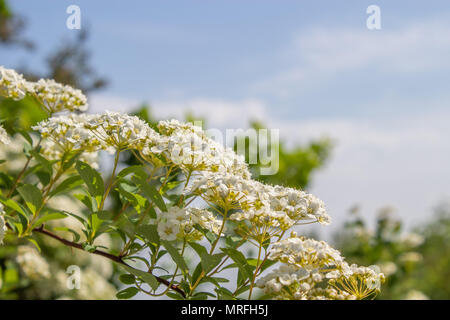Les buissons de fleurs de printemps coloré. Le thème du printemps. Jardin botanique Banque D'Images