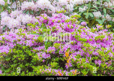 Les buissons de fleurs de printemps coloré. Le thème du printemps. Jardin botanique Banque D'Images